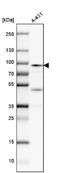 Calpain 1 antibody, NBP1-88205, Novus Biologicals, Western Blot image 