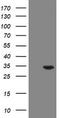 RAB20, Member RAS Oncogene Family antibody, TA505094S, Origene, Western Blot image 