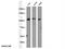 Nuclear factor NF-kappa-B p100 subunit antibody, 10409-2-AP, Proteintech Group, Western Blot image 