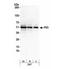 p53 antibody, NB200-171, Novus Biologicals, Western Blot image 