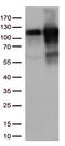 Tripartite Motif Containing 28 antibody, TA813318, Origene, Western Blot image 