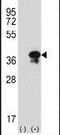 STX3 antibody, PA5-12425, Invitrogen Antibodies, Western Blot image 