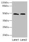 Chaperone SurA antibody, LS-C371139, Lifespan Biosciences, Western Blot image 