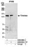 Protein timeless homolog antibody, A300-960A, Bethyl Labs, Immunoprecipitation image 