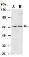 WASP Family Member 3 antibody, orb67298, Biorbyt, Western Blot image 