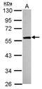 Fas Associated Factor Family Member 2 antibody, NBP2-16381, Novus Biologicals, Western Blot image 