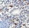 T Cell Immunoreceptor With Ig And ITIM Domains antibody, RF16053, ProSci Inc, Immunohistochemistry frozen image 