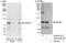 Actin Binding LIM Protein 1 antibody, A302-237A, Bethyl Labs, Immunoprecipitation image 