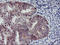 N-Acyl Phosphatidylethanolamine Phospholipase D antibody, LS-C786668, Lifespan Biosciences, Immunohistochemistry paraffin image 