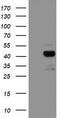 Decaprenyl-diphosphate synthase subunit 2 antibody, TA503952, Origene, Western Blot image 