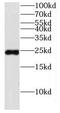 FXYD Domain Containing Ion Transport Regulator 5 antibody, FNab02594, FineTest, Western Blot image 