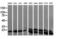 Ubiquitin Conjugating Enzyme E2 G2 antibody, LS-C174253, Lifespan Biosciences, Western Blot image 
