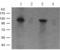 Protein Kinase D1 antibody, TA322964, Origene, Western Blot image 