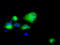 Atrial natriuretic peptide receptor 3 antibody, TA501076, Origene, Immunofluorescence image 