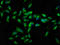 Catenin alpha-2 antibody, LS-C669704, Lifespan Biosciences, Immunofluorescence image 