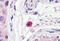 CD267 antibody, MBS240310, MyBioSource, Immunohistochemistry frozen image 