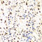 NFKB Inhibitor Beta antibody, 19-852, ProSci, Immunohistochemistry frozen image 