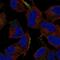 IB-1 antibody, NBP2-56324, Novus Biologicals, Immunofluorescence image 