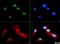 Histone Cluster 4 H4 antibody, NB21-2011, Novus Biologicals, Immunocytochemistry image 