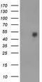 Bestrophin 3 antibody, LS-C785178, Lifespan Biosciences, Western Blot image 