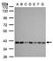 Solute Carrier Family 25 Member 33 antibody, TA309042, Origene, Western Blot image 