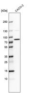 Pentatricopeptide Repeat Domain 3 antibody, PA5-59544, Invitrogen Antibodies, Western Blot image 