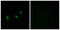 Olfactory Receptor Family 10 Subfamily G Member 2 antibody, GTX87761, GeneTex, Immunofluorescence image 