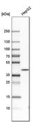Guanosine Monophosphate Reductase 2 antibody, HPA000904, Atlas Antibodies, Western Blot image 