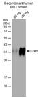 Erythropoietin antibody, PA5-77965, Invitrogen Antibodies, Western Blot image 