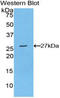 Ccn5 antibody, LS-C297025, Lifespan Biosciences, Western Blot image 