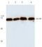 M-phase inducer phosphatase 2 antibody, AP06043PU-N, Origene, Western Blot image 