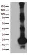SCP2 Sterol Binding Domain Containing 1 antibody, CF812878, Origene, Western Blot image 