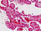 Cadherin 9 antibody, MBS248958, MyBioSource, Immunohistochemistry frozen image 