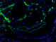 Fms Related Tyrosine Kinase 4 antibody, 140902, BioLegend, Immunohistochemistry paraffin image 
