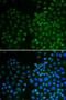 Small heterodimer partner antibody, LS-C331719, Lifespan Biosciences, Immunofluorescence image 