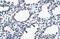 Myelin Expression Factor 2 antibody, 27-685, ProSci, Immunohistochemistry frozen image 