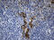 MOK Protein Kinase antibody, M01004, Boster Biological Technology, Immunohistochemistry paraffin image 