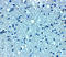 Vesicle Transport Through Interaction With T-SNAREs 1A antibody, A06649-1, Boster Biological Technology, Immunohistochemistry frozen image 