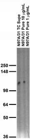 NLGN1 antibody, 73-160, Antibodies Incorporated, Western Blot image 