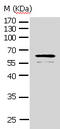 Protein kinase B antibody, TA321683, Origene, Western Blot image 