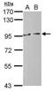 hMCS antibody, PA5-30662, Invitrogen Antibodies, Western Blot image 