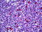 Cyclin-dependent kinase inhibitor 1B antibody, 51-685, ProSci, Immunohistochemistry frozen image 