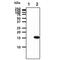 Glia Maturation Factor Beta antibody, GTX57698, GeneTex, Western Blot image 