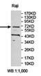 Amyloid protein-binding protein 2 antibody, orb78341, Biorbyt, Western Blot image 