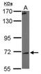 Polypeptide N-Acetylgalactosaminyltransferase 7 antibody, NBP1-32491, Novus Biologicals, Western Blot image 