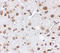 Alpha-ketoglutarate-dependent dioxygenase FTO antibody, A00219, Boster Biological Technology, Immunohistochemistry frozen image 