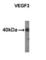 Vascular Endothelial Growth Factor C antibody, abx025156, Abbexa, Western Blot image 