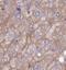 Small proline-rich protein 2I antibody, FNab08197, FineTest, Immunohistochemistry paraffin image 
