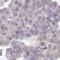 Galectin 9B antibody, NBP2-33473, Novus Biologicals, Immunohistochemistry frozen image 