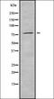 Polyribonucleotide Nucleotidyltransferase 1 antibody, orb378380, Biorbyt, Western Blot image 